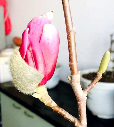 玉兰花围巾的含义和象征，玉兰花的象征意义是什么？