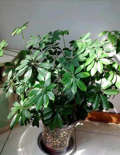 家里养的旺宅花有哪些，家里放什么花最旺？
