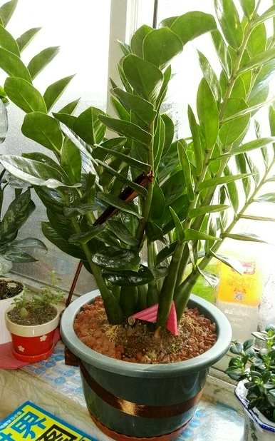 家里养的旺宅花有哪些，家里放什么花最旺？