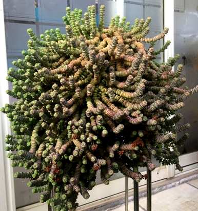 家里养的旺宅花有哪些，家里放什么花最旺？