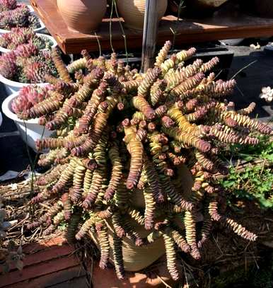 家里养的旺宅花有哪些，家里放什么花最旺？