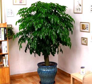 家里养的旺宅花有哪些，家里放什么花最旺？