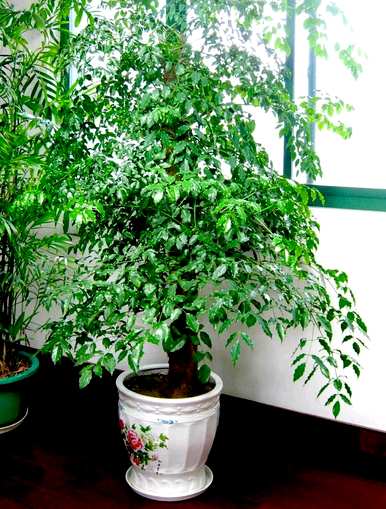 家里养的旺宅花有哪些，家里放什么花最旺？