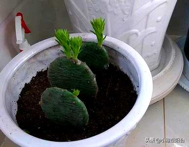 围墙上能种仙人掌吗？如何种植仙人掌？