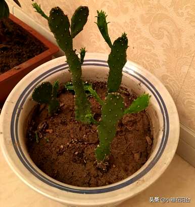 围墙上能种仙人掌吗？如何种植仙人掌？
