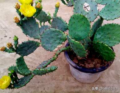 围墙上能种仙人掌吗？如何种植仙人掌？