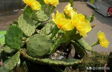 围墙上能种仙人掌吗？如何种植仙人掌？