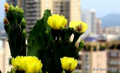围墙上能种仙人掌吗？如何种植仙人掌？