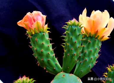 围墙上能种仙人掌吗？如何种植仙人掌？