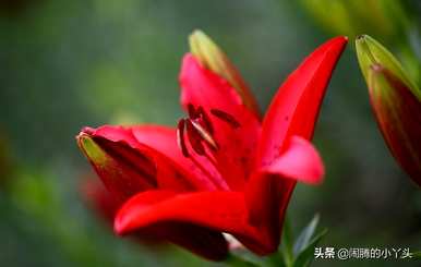 什么是红百合花语？