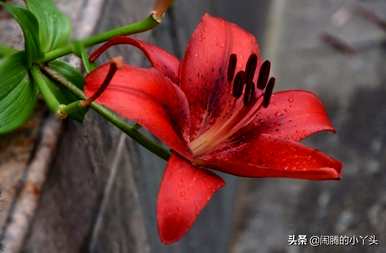 什么是红百合花语？