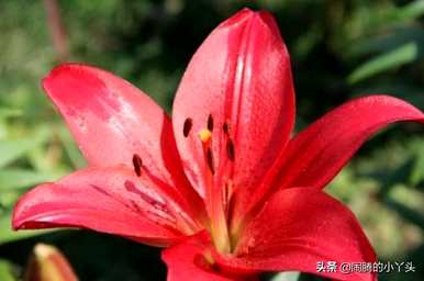 什么是红百合花语？
