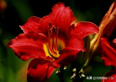 什么是红百合花语？