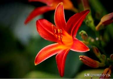什么是红百合花语？