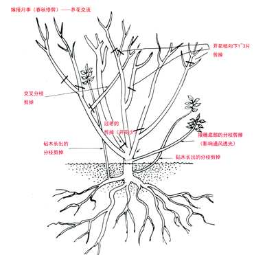 月季树怎么修剪？