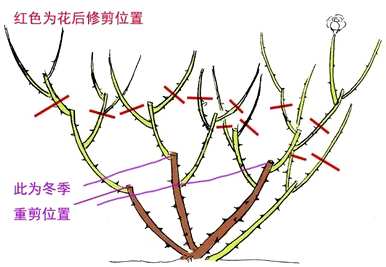 月季树怎么修剪？