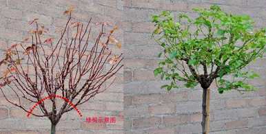 月季树怎么修剪？