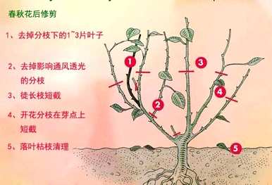 月季树怎么修剪？