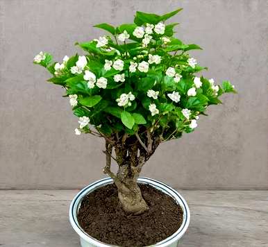 哪些花适合家庭种植？哪些花适合家庭种植？