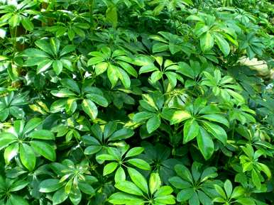 哪些花适合家庭种植？哪些花适合家庭种植？