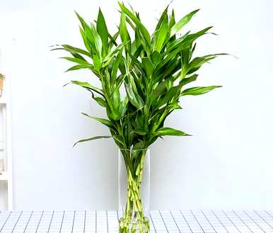 哪些花适合家庭种植？哪些花适合家庭种植？