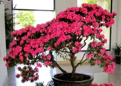 如何将杜鹃花修剪成盆景
