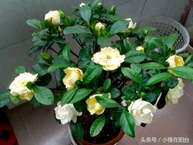 栀子花的花期一年几次，什么品种的栀子花的花期长？