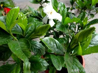 栀子花的花期一年几次，什么品种的栀子花的花期长？