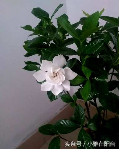 栀子花的花期一年几次，什么品种的栀子花的花期长？