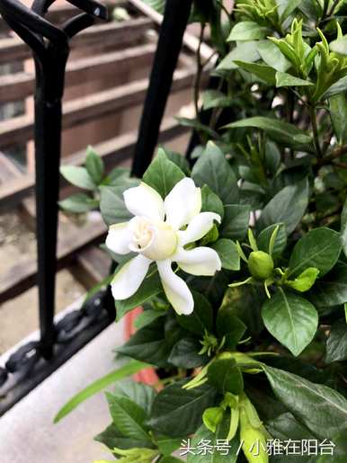 栀子花的花期一年几次，什么品种的栀子花的花期长？