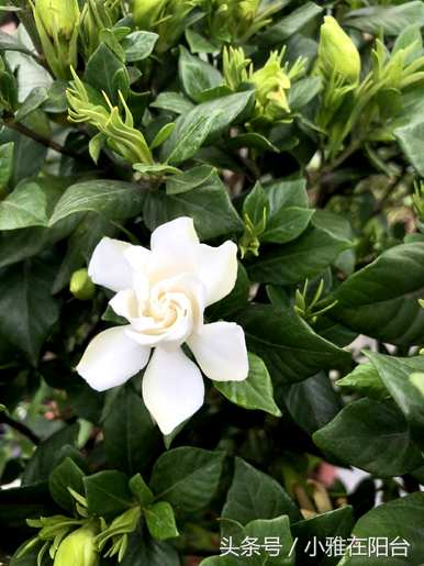 栀子花的花期一年几次，什么品种的栀子花的花期长？