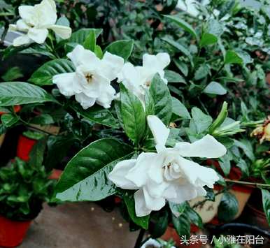 栀子花的花期一年几次，什么品种的栀子花的花期长？