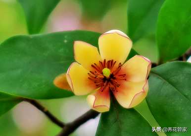 深山含笑开花多久，深山含笑开花多久