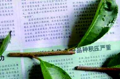 桂花树扦插繁殖法是桂花树生存的最佳方法