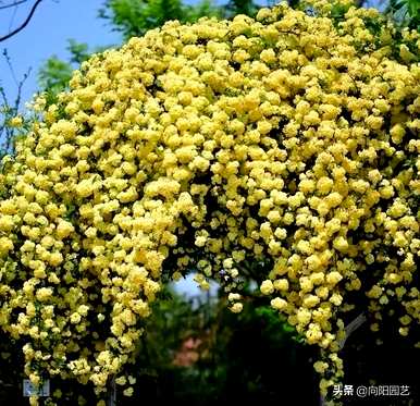 什么是抗冷攀爬植物，攀爬植物？