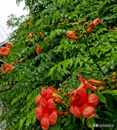 什么是抗冷攀爬植物，攀爬植物？