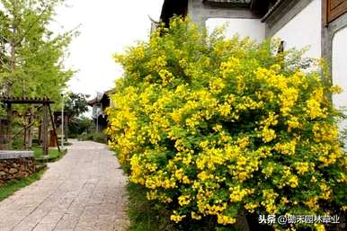 如何养殖黄花槐，黄花槐的养殖方法和管理视频
