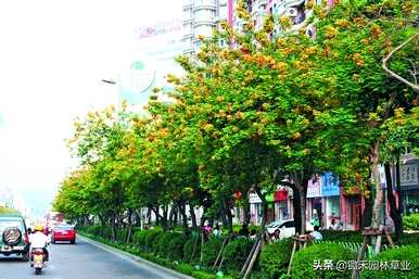 如何养殖黄花槐，黄花槐的养殖方法和管理视频