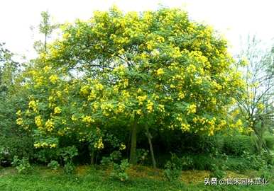 如何养殖黄花槐，黄花槐的养殖方法和管理视频