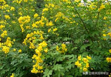 如何养殖黄花槐，黄花槐的养殖方法和管理视频