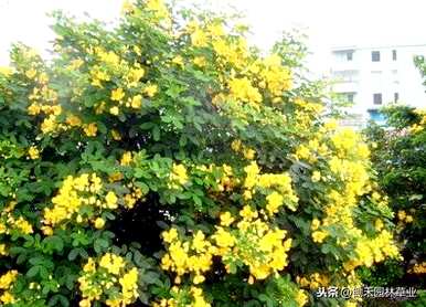 如何养殖黄花槐，黄花槐的养殖方法和管理视频