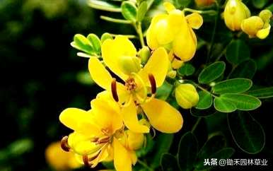 如何养殖黄花槐，黄花槐的养殖方法和管理视频