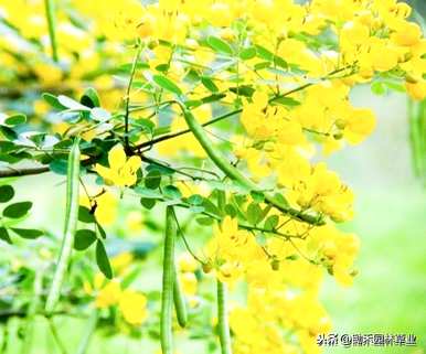 如何养殖黄花槐，黄花槐的养殖方法和管理视频