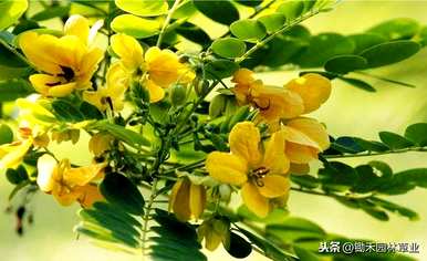 如何养殖黄花槐，黄花槐的养殖方法和管理视频