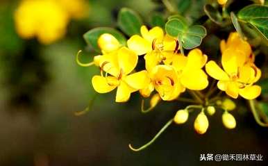 如何养殖黄花槐，黄花槐的养殖方法和管理视频