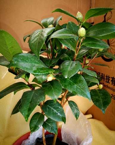 山茶花老桩种植，如何种植山茶花