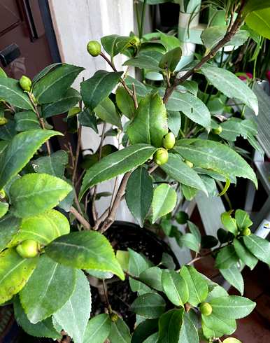 山茶花老桩种植，如何种植山茶花