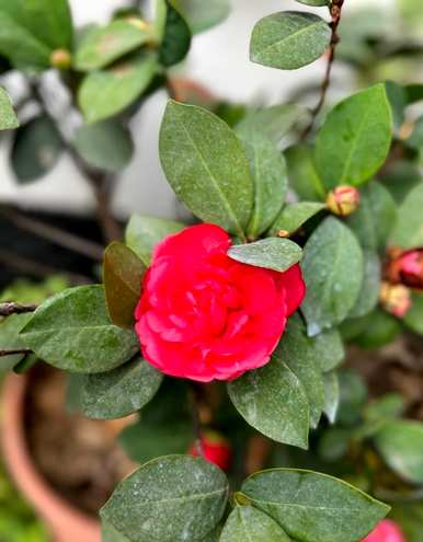 山茶花老桩种植，如何种植山茶花