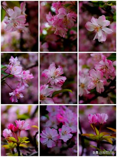 描述垂丝海棠花语的句子，垂丝海棠花语是什么意思？