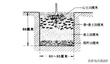 桃树老桩种植方法，桃树种植方法是什么？